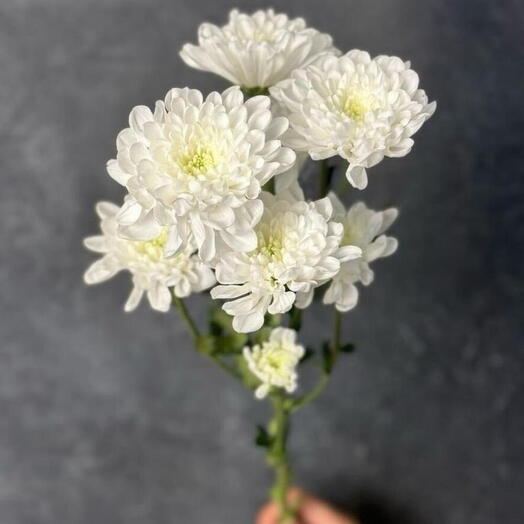 Кустовая хризантема Алтай