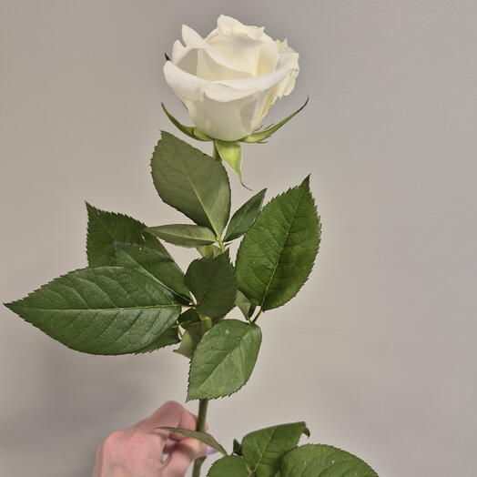 Роза Алёна