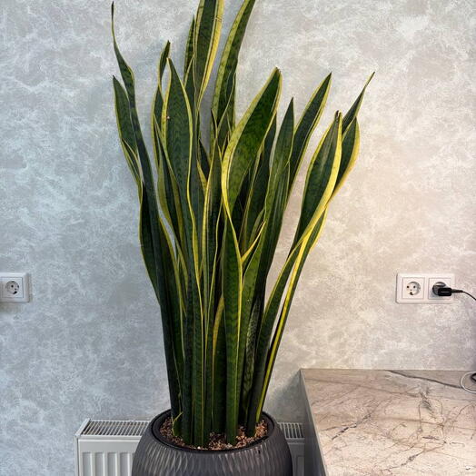 Сансевиерия (Sansevieria)