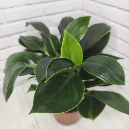 Филодендрон Грин Бьюти (Philodendron Green Beauty)
