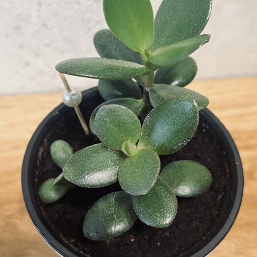 Крассула (лат. Crassula) в подарочном оформлении 🌱Больше известная как денежное дерево 💰