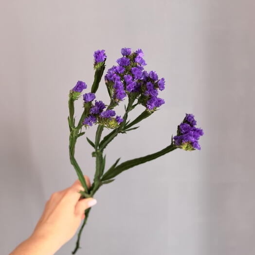 Статица фиолетовая