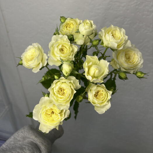 Роза кустовая