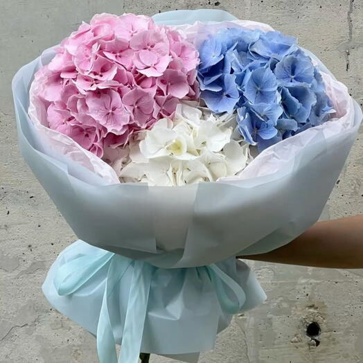hydrangea