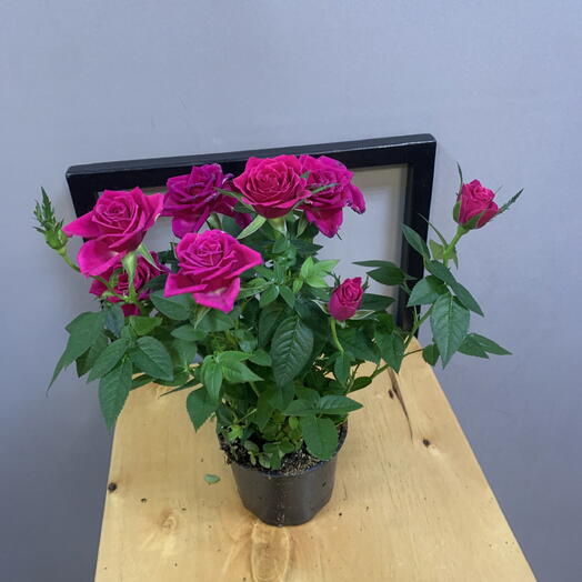 Миниатюрные комнатные розы (Rosa)