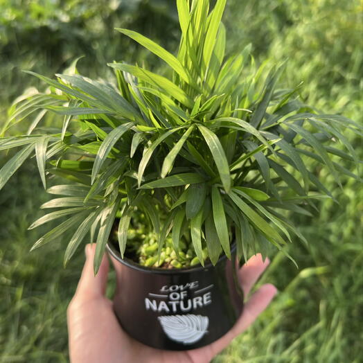 Растение 🌱 в кружке ( Хамедорея Элеганс )