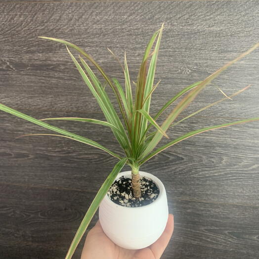 Драцена окаймлённая Триколор (Dracaena marginata Tricolor) в белом минималистичном кашпо