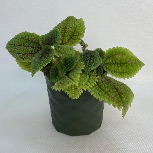 Пилея моллис «Лунная долина» /Pilea mollis  Moon Valley