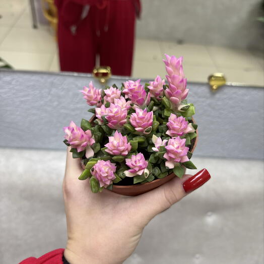 Анакампсерос рыжеватый Санрайз