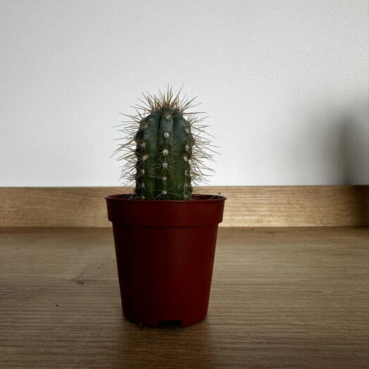Pilosocereus