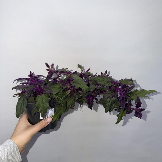 Гинура оранжевая (Gynura aurantiaca)- «пурпурной страстью» / Purple Passion