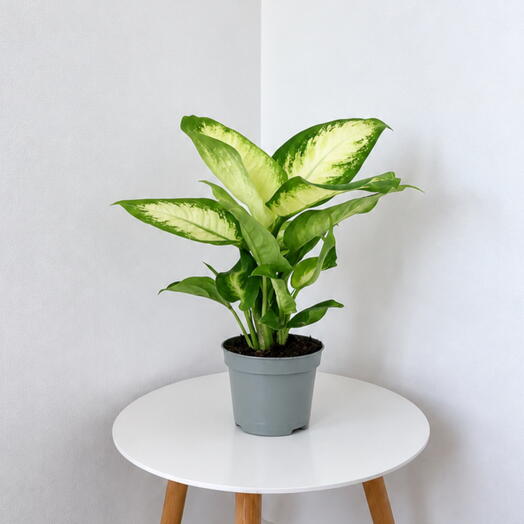 Dieffenbachia ‘Camilla
