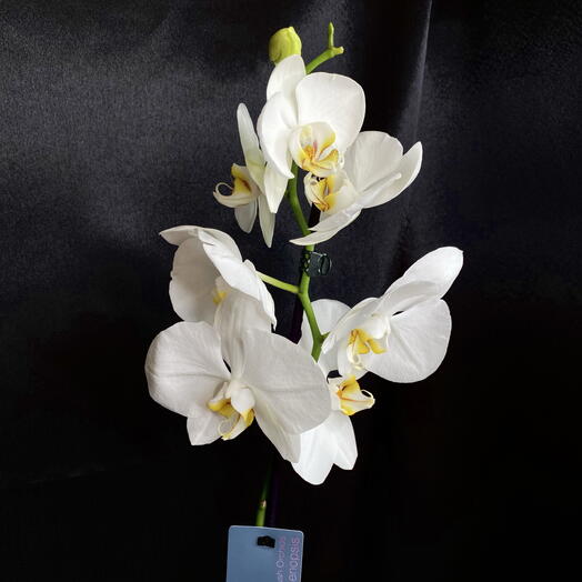Orquídea Phalaenopsis