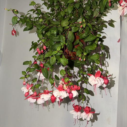 Фуксия ампельная махровая 🌺