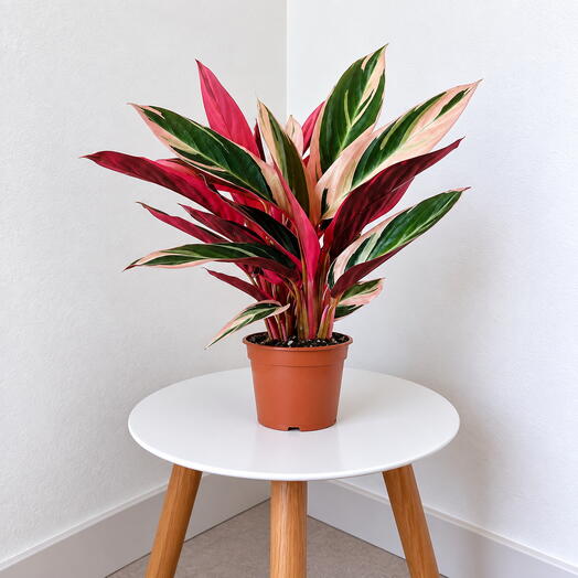 Stromanthe ‘Triostar  – Colorful Tropical Foliage