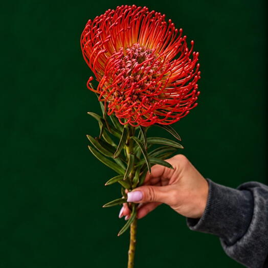 «Red Exotic»