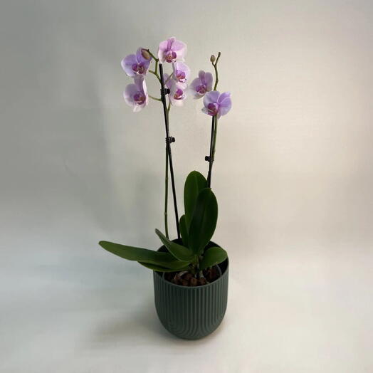 Орхидея Фаленопсис (Phalaenopsis) с двумя цветоносами