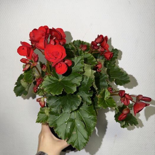 🌹 Бегония Элатиор красная / Begonia Elatior