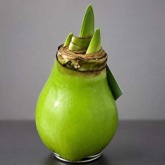 Луковица амариллиса в воске mini «Emerald wax»