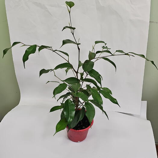 Petale Flowers