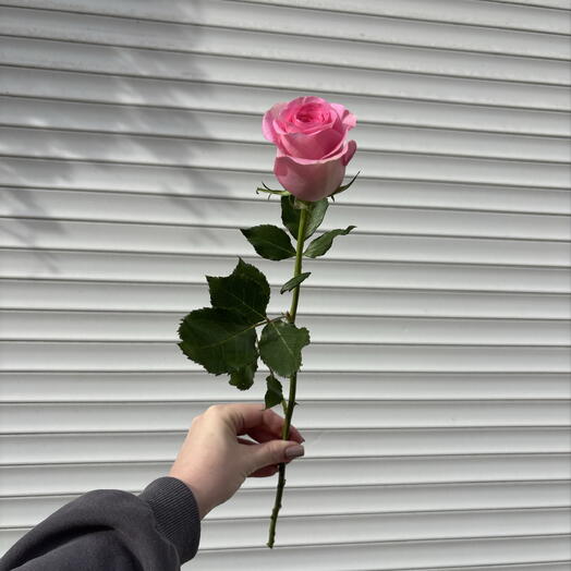 Роза🌷