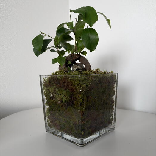 Ficus Ginseng in a Glass Vase with Live Moss