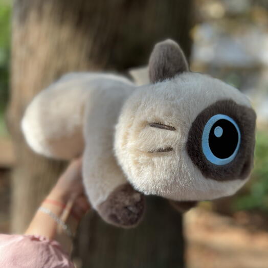 Кот с голубыми глазами