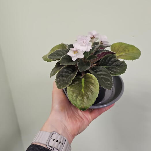 Фиалка (сенполия) бело розовая
