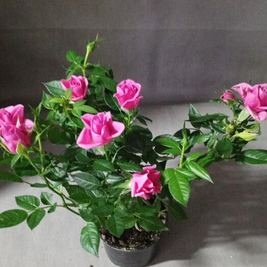 Роза розовая