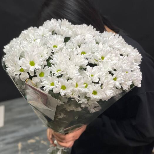 15 bush chrysanthemums