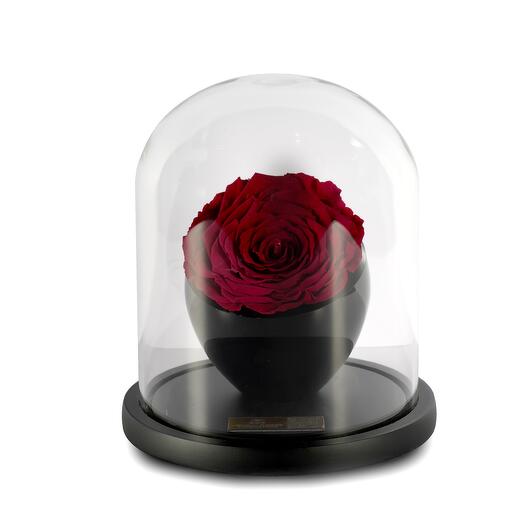 Dark Red Preserved Roses in crystal vase Single