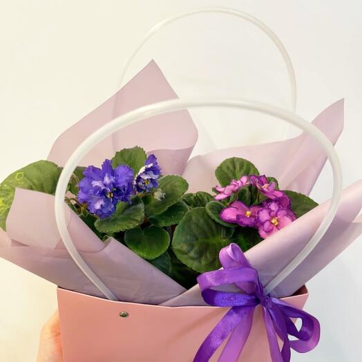 Violetas varietales en una bolsa de regalo