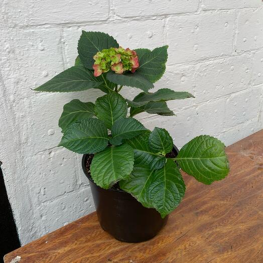 Гортензия в горшке цветущая красная, Live Plants Rostov-on-Don, buy at ...