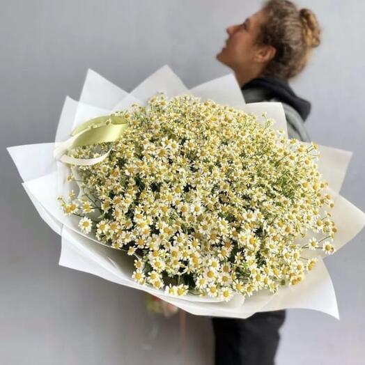 Ромашки Голландия. Сорт Камилла