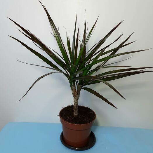 Dracaena