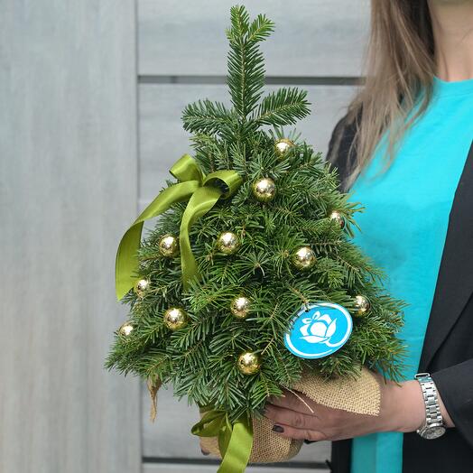 Елка золотистая