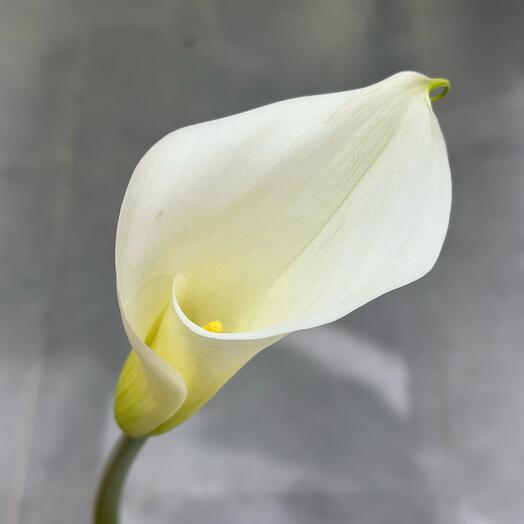 Zantedeschia