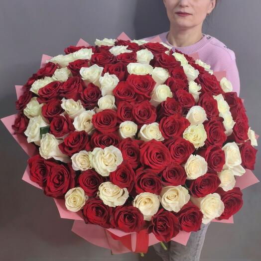 101 роза белая и красная (Эквадор 60 см), (арт.3029)