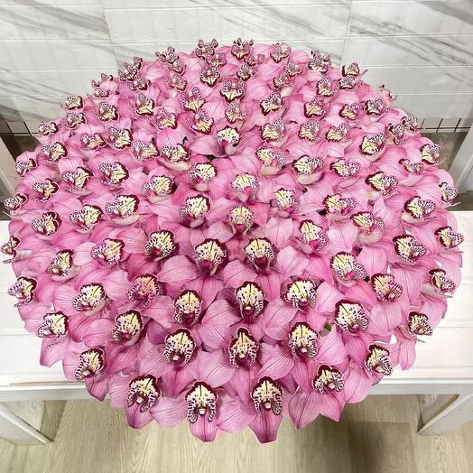 Cymbidium in a Premium box