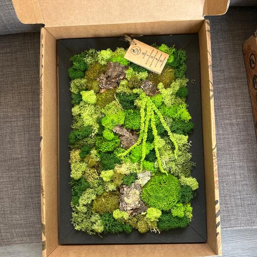Moss