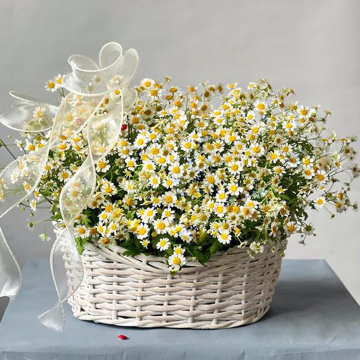 Корзина с ромашками