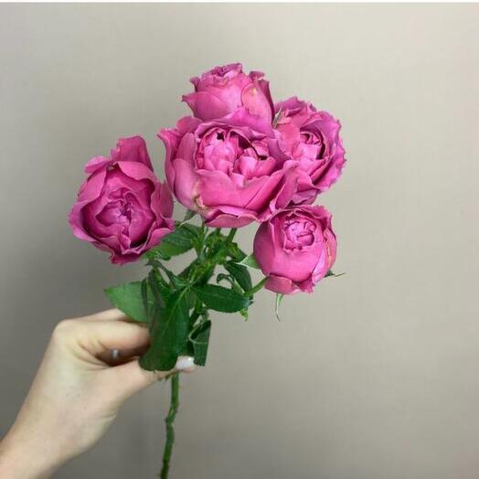 Пионовидная Роза Мисти баблс от 5шт