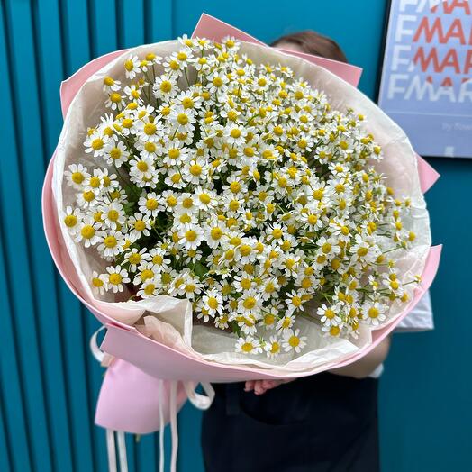 Manzanilla de verano Tanacetum