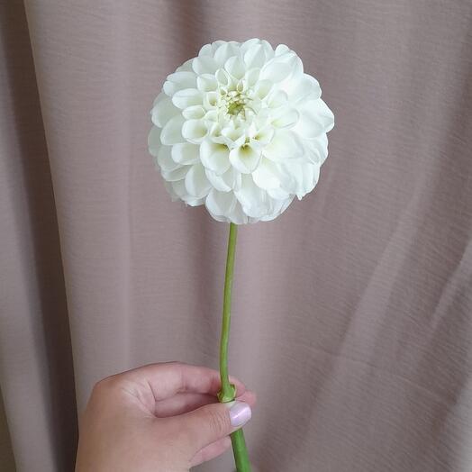 White dahlia, balloon