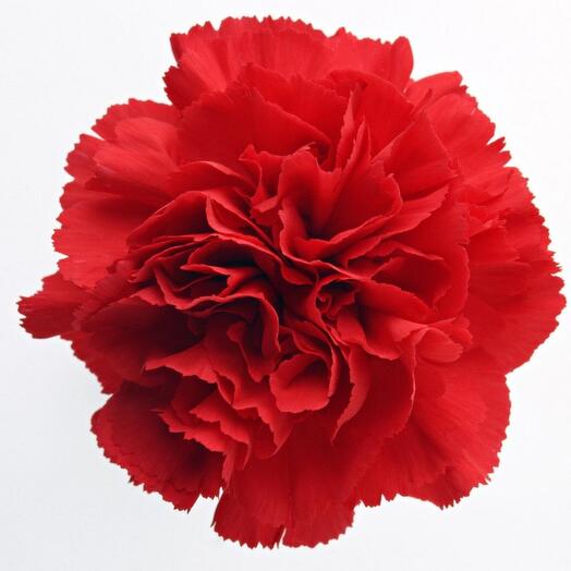 Red carnation