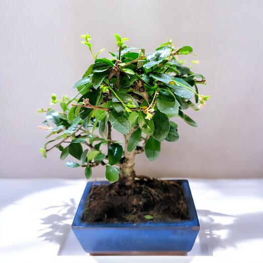 BONSAI CARMONA 5 A