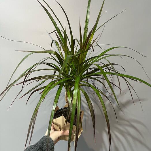 Комнатное растение «Драцена»