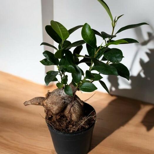 Ficus microcarpa