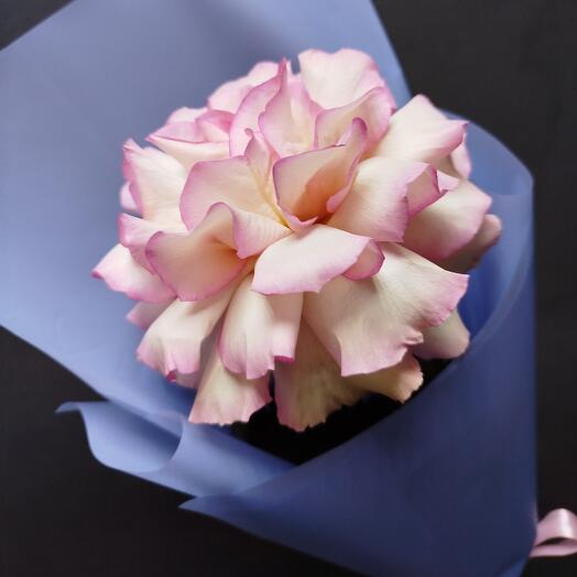 Нежная французская роза