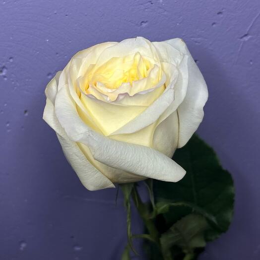 Роза пионовидная Канделайт